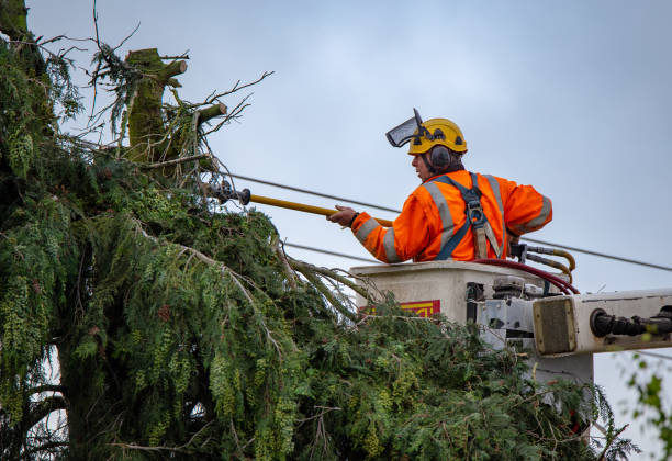 Best Commercial Tree Removal  in USA